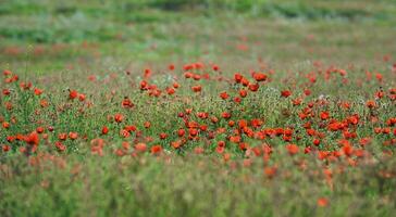 vessenie i campi esso è logo-rosso un' papavero foto