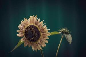 estate maturo girasole in crescita nel un' casa giardino tra verde le foglie foto