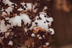 un' secco delicato fiore nel il giardino su un' freddo gelido giorno durante caduta bianca neve foto