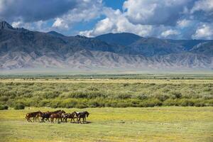 cavalli pascolare su montagna. almaty regione. Kazakistan foto