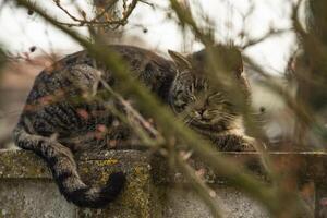 gatto riposo fra il rami 2 foto