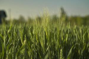 ripresa macro di alcune spighe di grano foto