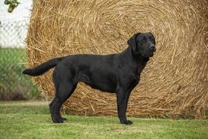 labrador cane in posa 21 foto