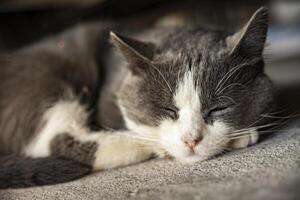 carino grigio domestico gatto dormire su il pavimento foto
