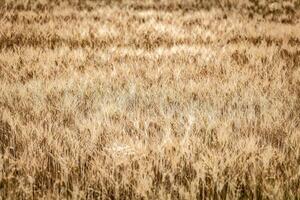 biologico Grano campo nel Italia foto