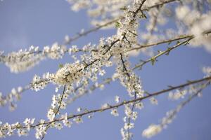 vicino su di albero con bianca fiori foto