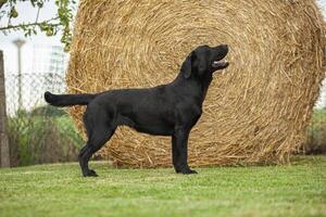 labrador cane in posa 17 foto