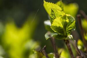 vicino su di un' verde foglia su un' albero foto