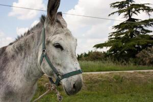 asino in una tipica fattoria italiana foto