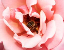 macro foto di un' ape raccolta polline