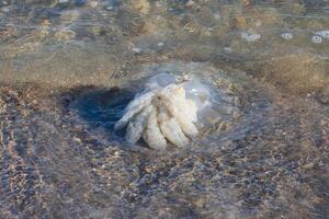 foto di un' grande gelatina pesce lavato su su il mare riva