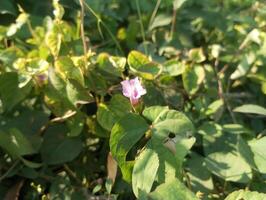 un' pianta con viola fiori e verde le foglie foto