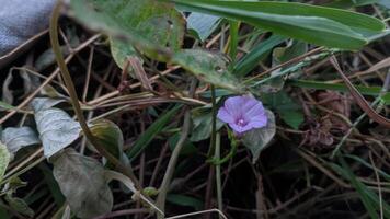 un' piccolo viola fiore è in crescita nel il erba foto