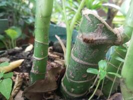 un' vicino su di un' bambù pianta con un' verde stelo foto