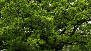 vecchio albero baldacchino nel primavera foto