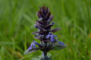 nero pettine, minuscolo viola in posizione verticale fiori foto