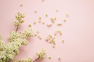 piccolo bianca fiori su un' ramo su un' pianura rosa sfondo, spiraea primavera fiorito, sparso fiori, soffiaggio vento effetto foto