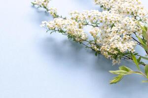piccolo bianca fiori su un' ramo su un' pianura blu sfondo, spiraea primavera fioritura, sparpagliato fiori, soffiaggio vento effetto foto