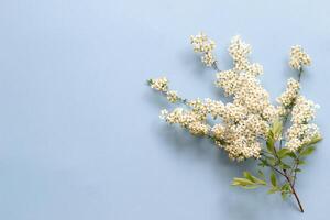 piccolo bianca fiori su un' ramo su un' pianura blu sfondo, spiraea primavera fioritura, sparpagliato fiori, soffiaggio vento effetto foto