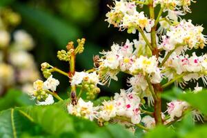 ape su un' fiore di Castagna aesculus ippocastano con in profondità verde sfondo a soleggiato giorno foto