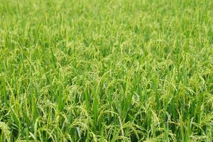 verde riso campo sfondo vicino su bellissimo giallo riso i campi morbido messa a fuoco foto
