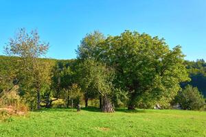 rurale paesaggio.alberi, verde erba prato, pascolo foto