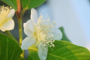 cristallo guaiava fiori siamo di partenza per crescere con fresco le foglie foto