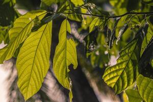 foglie di pianta di avocado 3 foto