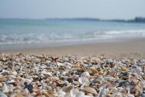 conchiglia su il sabbioso spiaggia foto