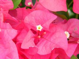 macro fotografie di impianti consistere di foglie, steli e particolarmente fiori. il bellissimo fiori siamo rosa e molto rinfrescante per il occhi