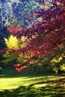 autunno paesaggio. vittoria. Australia foto