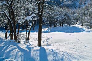 eccellente le forme di inverno natura foto