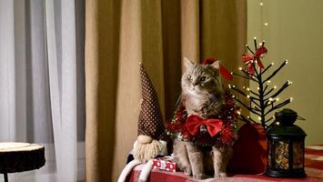 Scozzese dritto dalle orecchie gatto e rosso decorazioni su nuovo anni, festeggiare vacanza Natale. animale domestico seduta su il letto a casa foto