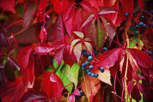 colorato backround Immagine di caduto autunno le foglie foto