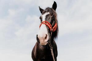 giovane contento donna nel cappello con sua cavallo nel sera tramonto luce. all'aperto fotografia con moda modello ragazza. stile di vita umore. concetto di all'aperto cavalcare, gli sport e ricreazione. foto