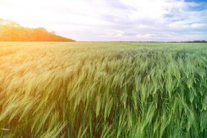 verde Grano campo nel campagna, vicino su, selettivo messa a fuoco. campo di Grano soffiaggio nel il vento a tramonto. giovane e verde spighette. orecchie di orzo Ritaglia nel natura. agronomia e cibo produzione foto