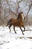 cavallo inverno nel il pomeriggio su camminare foto
