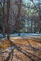 autunno parco dopo il primo neve nel ottobre foto