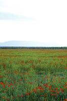 primavera i campi esso è logo-rosso un' papavero foto