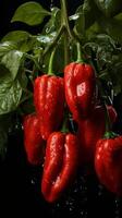 rosso chili pianta biologico Pepe speziato ingrediente foto