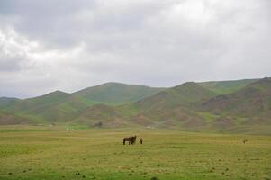 asino valle, almaty regione foto