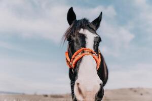 giovane contento donna nel cappello con sua cavallo nel sera tramonto luce. all'aperto fotografia con moda modello ragazza. stile di vita umore. concetto di all'aperto cavalcare, gli sport e ricreazione. foto