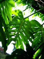 Monstera leafe didietro per verde giardino sfondo foto