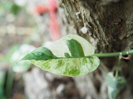 epipremnum pinnato verificato leafe e casa decorare impianti foto