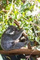 koala nel il nazionale parco, brisbane, Australia foto