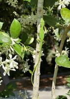 verde anole lucertola su un' ramo, un' confederato gelsomino vite nel il sfondo foto