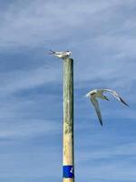 Due reale terna, uno su superiore di legna palo, accatastamento, uno assunzione volo contro blu cielo a ponce ingresso, molo spiaggia, Florida foto