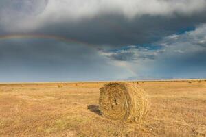 rurale paesaggio, campo dopo il raccogliere a Alba. foto