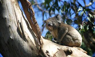 australiano koala su il albero foto