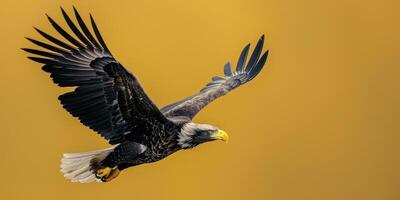 Calvo aquila Soaring attraverso il cielo foto